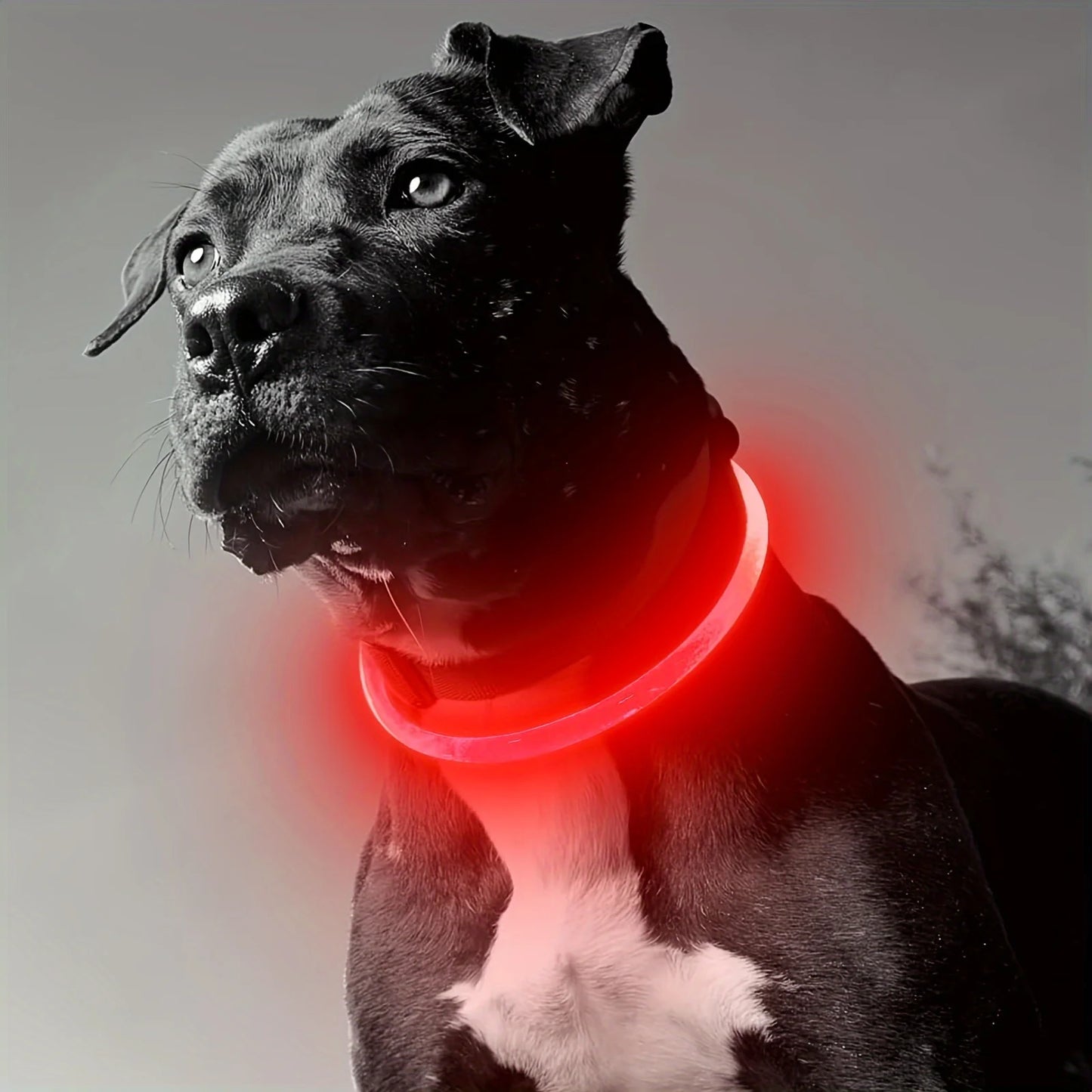 LED Light Dog Collar Luminous USB Rechargeable Anti Lost Reflective Nylon