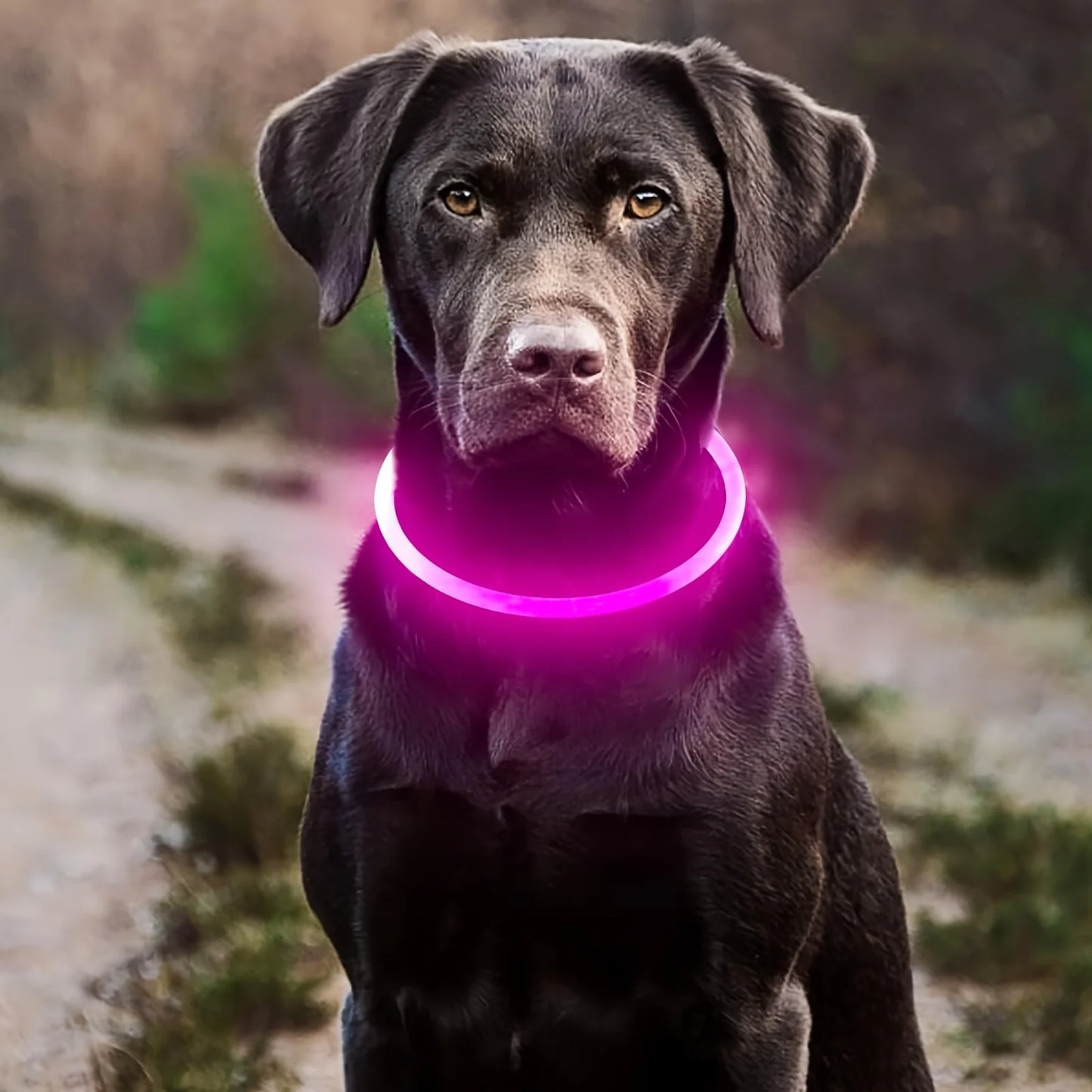 LED Light Dog Collar Luminous USB Rechargeable Anti Lost Reflective Nylon